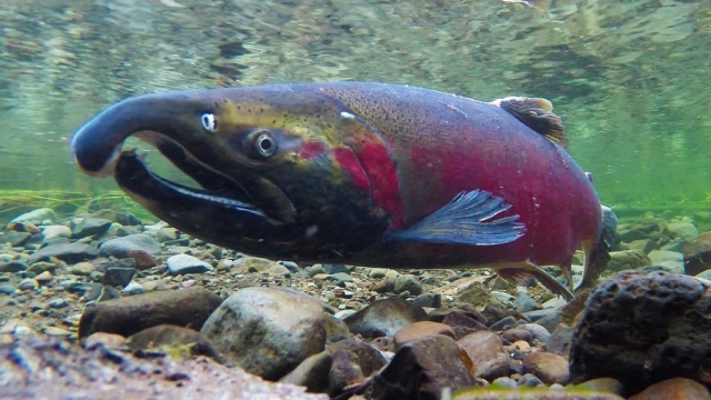 You are currently viewing NFS and partners secure new protections for Oregon Coast coho salmon