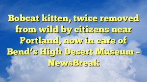 Read more about the article Bobcat kitten, twice removed from wild by citizens near Portland, now in care of Bend’s High Desert Museum – NewsBreak