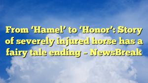 Read more about the article From ‘Hamel’ to ‘Honor’: Story of severely injured horse has a fairy tale ending – NewsBreak