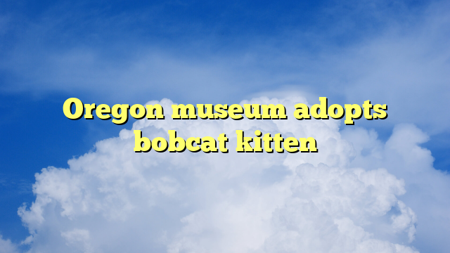 You are currently viewing Oregon museum adopts bobcat kitten