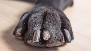 Read more about the article Why Are My Dog’s Nails Splitting? – Whole Dog Journal