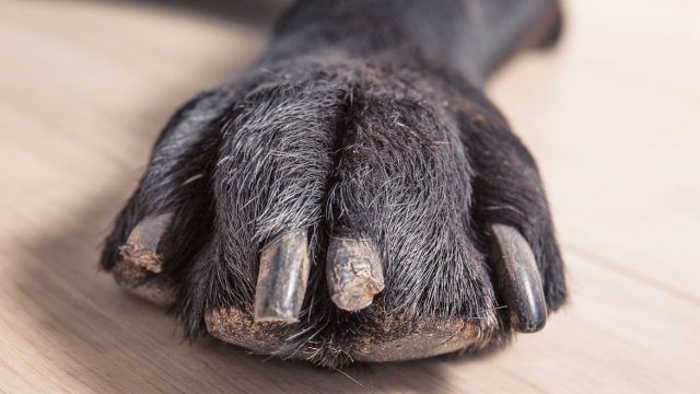You are currently viewing Why Are My Dog’s Nails Splitting? – Whole Dog Journal