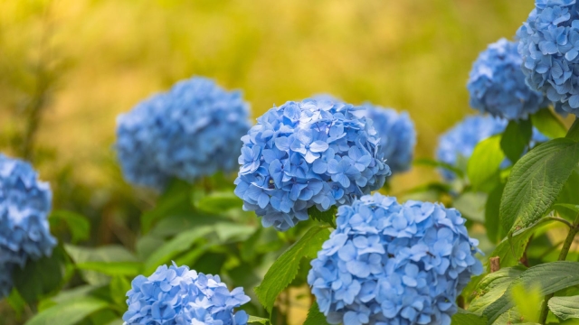 You are currently viewing How to Get More Hydrangea Blooms