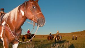 Read more about the article See the best of the West at these family ranches