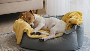 Read more about the article Why Is My Dog Twitching in His Sleep?