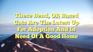 Read more about the article These bend, OR based Cats are the latest up for adoption and in need of a good home