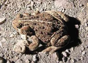 Toads are about to emerge by the thousands for annual migration in Sunriver