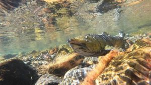 The future of native Willamette River fish is in Limbo