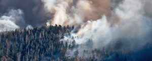 Trees Have a Surprising Response to Wildfire Smoke, Scientists Find