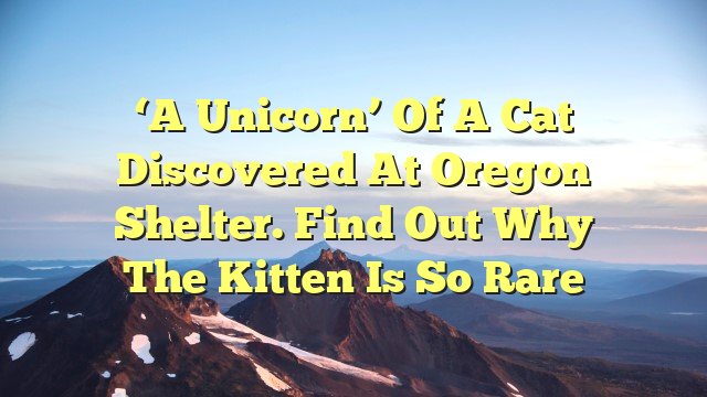 ‘A unicorn’ of a cat discovered at Oregon shelter. Find out why the kitten is so rare