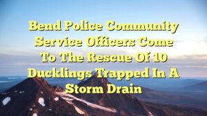 Bend Police community service officers come to the rescue of 10 ducklings trapped in a storm drain