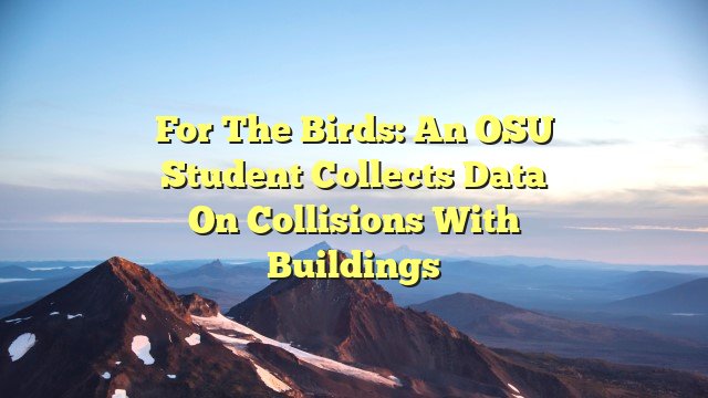 For the birds: An OSU student collects data on collisions with buildings