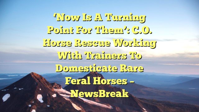 ‘Now is a turning point for them’: C.O. horse rescue working with trainers to domesticate rare feral horses – NewsBreak