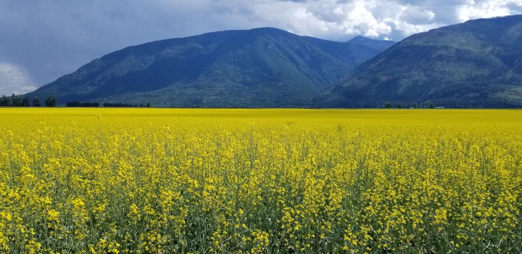 Regulators continue prohibition against growing canola in Central Oregon