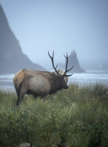 Bend photographer ‘blown away’ by photos of elk and Haystack Rock at Cannon Beach