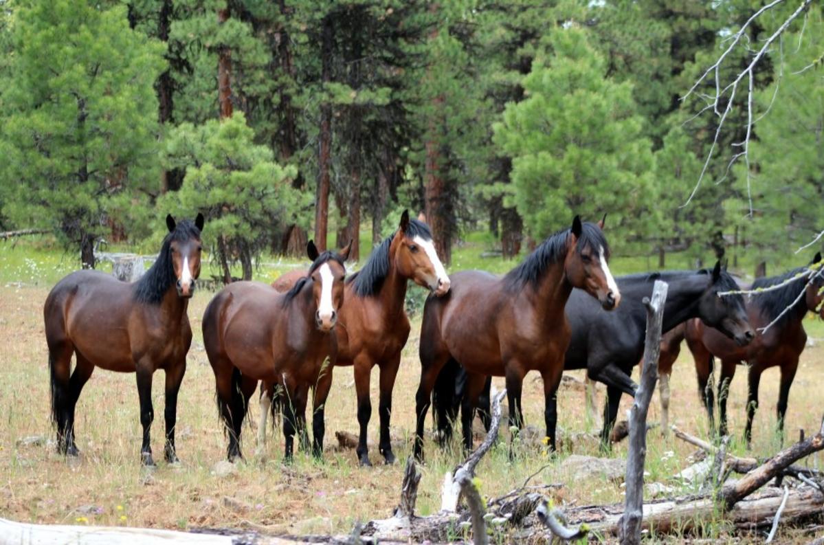 Fate of Oregon wild horses falls to Ninth Circuit