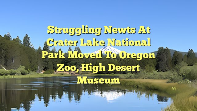 Struggling newts at Crater Lake National Park moved to Oregon Zoo, High Desert Museum